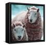 Sheep Square I-Andi Metz-Framed Stretched Canvas