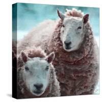 Sheep Square I-Andi Metz-Stretched Canvas