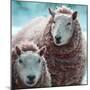 Sheep Square I-Andi Metz-Mounted Art Print