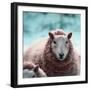 Sheep Square II-Andi Metz-Framed Premium Giclee Print