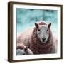 Sheep Square II-Andi Metz-Framed Premium Giclee Print