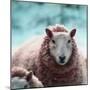 Sheep Square II-Andi Metz-Mounted Premium Giclee Print