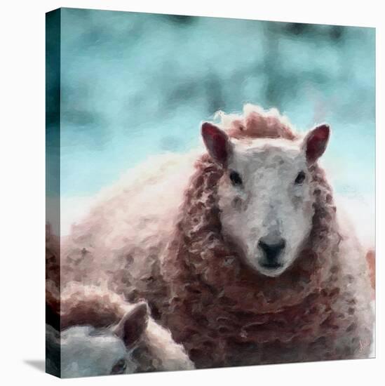 Sheep Square II-Andi Metz-Stretched Canvas