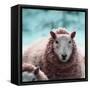 Sheep Square II-Andi Metz-Framed Stretched Canvas