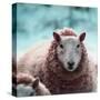 Sheep Square II-Andi Metz-Stretched Canvas