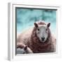 Sheep Square II-Andi Metz-Framed Art Print