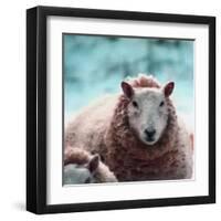 Sheep Square II-Andi Metz-Framed Art Print