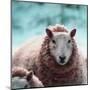 Sheep Square II-Andi Metz-Mounted Art Print