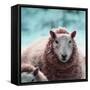 Sheep Square II-Andi Metz-Framed Stretched Canvas