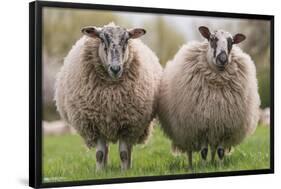 Sheep Standing In The Meadow-Trends International-Framed Poster