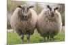 Sheep Standing In The Meadow-Trends International-Mounted Poster