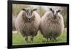 Sheep Standing In The Meadow-Trends International-Framed Poster