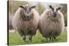 Sheep Standing In The Meadow-Trends International-Stretched Canvas