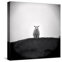 Sheep Standing on Hill Looking Down, Taransay, Outer Hebrides, Scotland, UK-Lee Frost-Stretched Canvas