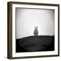 Sheep Standing on Hill Looking Down, Taransay, Outer Hebrides, Scotland, UK-Lee Frost-Framed Photographic Print
