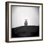 Sheep Standing on Hill Looking Down, Taransay, Outer Hebrides, Scotland, UK-Lee Frost-Framed Photographic Print