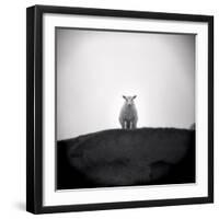Sheep Standing on Hill Looking Down, Taransay, Outer Hebrides, Scotland, UK-Lee Frost-Framed Photographic Print