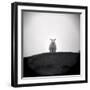 Sheep Standing on Hill Looking Down, Taransay, Outer Hebrides, Scotland, UK-Lee Frost-Framed Photographic Print