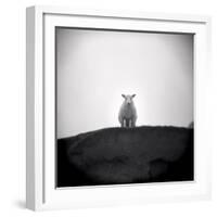 Sheep Standing on Hill Looking Down, Taransay, Outer Hebrides, Scotland, UK-Lee Frost-Framed Photographic Print