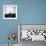 Sheep Standing on Hill Looking Down, Taransay, Outer Hebrides, Scotland, UK-Lee Frost-Framed Photographic Print displayed on a wall