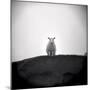 Sheep Standing on Hill Looking Down, Taransay, Outer Hebrides, Scotland, UK-Lee Frost-Mounted Photographic Print