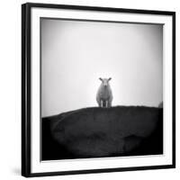 Sheep Standing on Hill Looking Down, Taransay, Outer Hebrides, Scotland, UK-Lee Frost-Framed Photographic Print