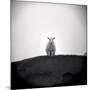 Sheep Standing on Hill Looking Down, Taransay, Outer Hebrides, Scotland, UK-Lee Frost-Mounted Photographic Print