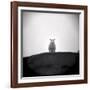 Sheep Standing on Hill Looking Down, Taransay, Outer Hebrides, Scotland, UK-Lee Frost-Framed Photographic Print