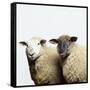 Sheep Standing Side by Side-Adrian Burke-Framed Stretched Canvas