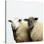 Sheep Standing Side by Side-Adrian Burke-Stretched Canvas