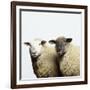 Sheep Standing Side by Side-Adrian Burke-Framed Giclee Print