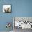 Sheep Standing Side by Side-Adrian Burke-Framed Stretched Canvas displayed on a wall