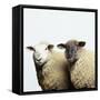 Sheep Standing Side by Side-Adrian Burke-Framed Stretched Canvas