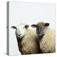 Sheep Standing Side by Side-Adrian Burke-Stretched Canvas