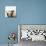 Sheep Standing Side by Side-Adrian Burke-Stretched Canvas displayed on a wall