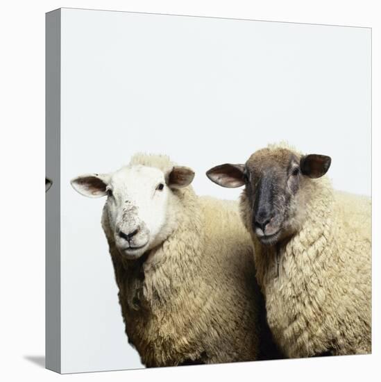 Sheep Standing Side by Side-Adrian Burke-Stretched Canvas