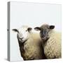 Sheep Standing Side by Side-Adrian Burke-Stretched Canvas