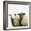 Sheep Standing Side by Side-Adrian Burke-Framed Giclee Print