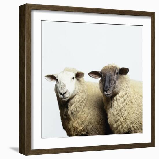 Sheep Standing Side by Side-Adrian Burke-Framed Giclee Print