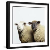 Sheep Standing Side by Side-Adrian Burke-Framed Giclee Print