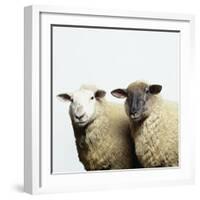 Sheep Standing Side by Side-Adrian Burke-Framed Giclee Print