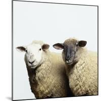 Sheep Standing Side by Side-Adrian Burke-Mounted Giclee Print