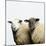 Sheep Standing Side by Side-Adrian Burke-Mounted Giclee Print