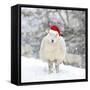 Sheep Texel Ewe in Snow Wearing Christmas Hat-null-Framed Stretched Canvas