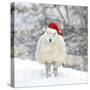 Sheep Texel Ewe in Snow Wearing Christmas Hat-null-Stretched Canvas