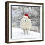 Sheep Texel Ewe in Snow Wearing Christmas Hat-null-Framed Photographic Print