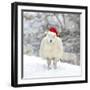 Sheep Texel Ewe in Snow Wearing Christmas Hat-null-Framed Photographic Print