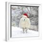 Sheep Texel Ewe in Snow Wearing Christmas Hat-null-Framed Photographic Print