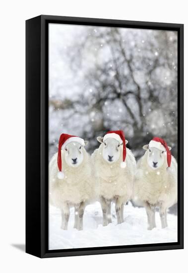 Sheep Texel Ewes in Snow Wearing Christmas Hats-null-Framed Stretched Canvas