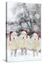 Sheep Texel Ewes in Snow Wearing Christmas Hats-null-Stretched Canvas